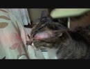 猫を虐待した動画