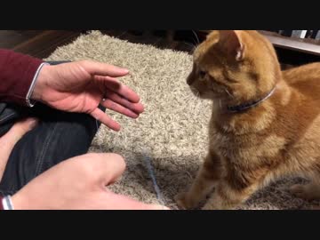 【アメショ】初めて見る輪ゴムと格闘！