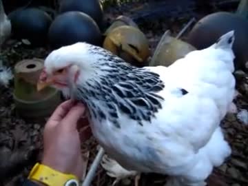 変なおじさんとこの　鶏さん１４０
