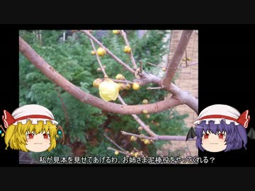 ゆっくり農民23山芋泥棒を捕らえてみませんか？＃2