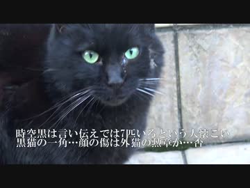 【傷有閲覧注意】超のんきな黒猫、負傷してものんきを貫く