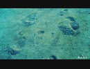 【赤鳥】転校前夜【泣いて歌ってみた】