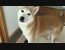 お散歩に行きたいと訴える犬
