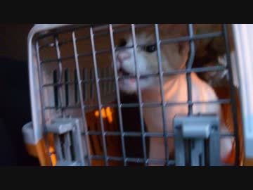 【ティガロビ生活記】突然ですが実家に帰らせていただきます【輸送編】