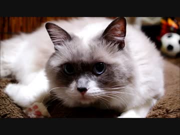 無言で語り合ってくれる猫