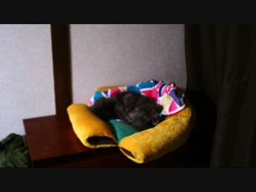 猫さん、テスト動画２