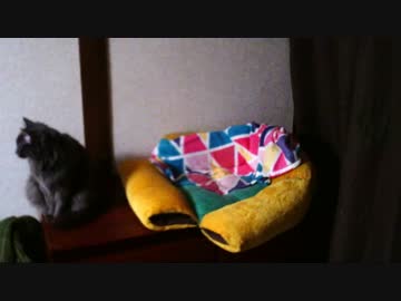 猫さん、テスト動画３、猫ベッドで寝るまで