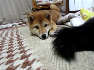 柴犬ゆず＆りょうドライヤーハッスル（１６年１月８日）