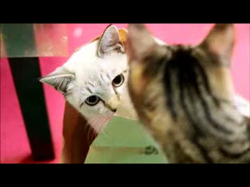 ちゃとらとはちわれ２０１６新年