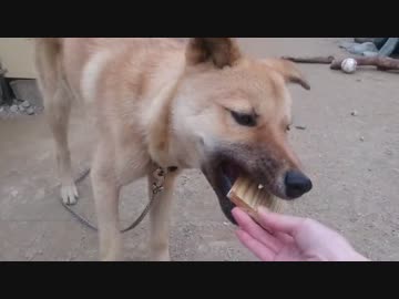 子犬と裂けるカマボコ(板)