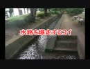 水路を爆走するコイ