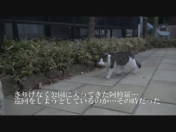 【猫】阿修羅、拡張する