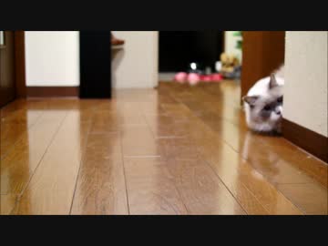 今日も時定あばれるにゃー