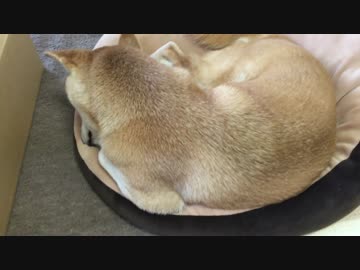 面白い寝方