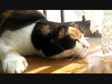 手をかざすと猫の頭が吸い付いてくる。