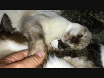 ストーブ前で倒れ伏す毛玉ども