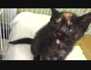 【癒し】 9日目の様子②　子猫の成長日記