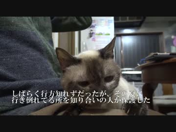 さすらいのチョコ猫、負傷して病院に運ばれる