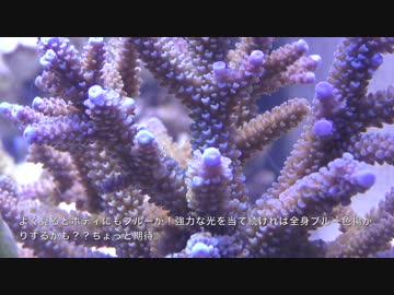 超浅場の海を作ろう！第6話 またまたサンゴ大量追加！