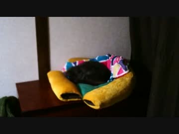 猫さん：1　インターホンの音にびびる