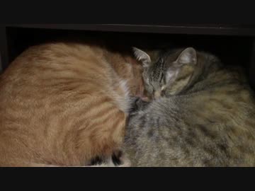 拾いねこ＠生後1284/1251日目　お出迎え