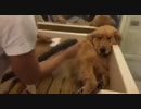 犬をダメにする泡風呂ｗｗｗｗｗｗｗｗｗその3
