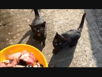 ちびくろにゃんずにおすそわけ？