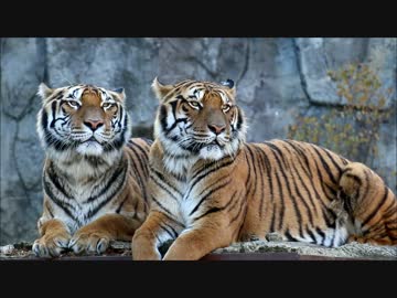 動物園へ行ったよ2016.1.10