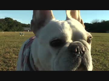 本日のソロキャンプ　炒めカレー飯