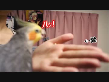 【糞怒】オカメインコの糞する瞬間