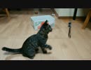 新しいおもちゃにハッスルする猫と見守る犬