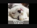 猫なんか呼んでも来ない(かわいい)の巻 音量注意