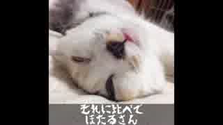 猫なんか呼んでも来ない(かわいい)の巻 音量注意