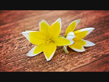 【NNI】FLOWER【オリジナル曲】