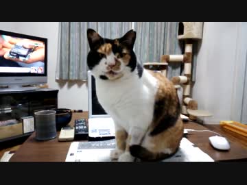 飼い主が寝る気になるまで雑誌の上から動かない。