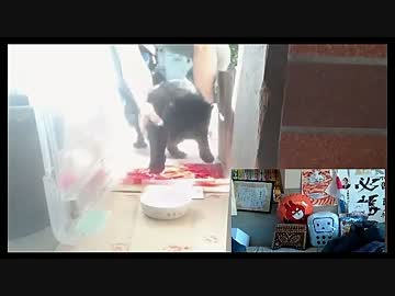 くろちゃんの年賀状(2016.01.04)