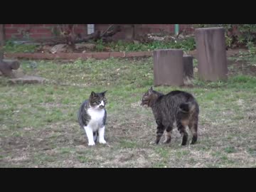 【猫】カツオ、ハイテンション