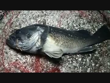 【湾奥釣行記】浮島釣り公園_ver.16.1.11【後編】