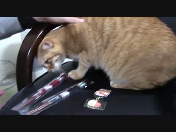 拾いねこ＠生後1286/1253日目　遅ればせながら初詣行ってきました。