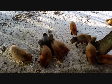 【ずん子車載】蔵王キツネ村に行ってきた