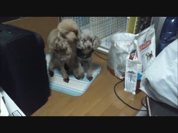 間借りするトイプードルたち