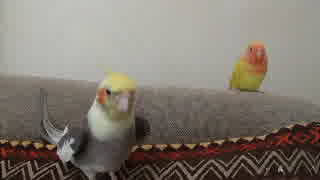 オカメインコのトビー君　下手でも、頑張って歌います