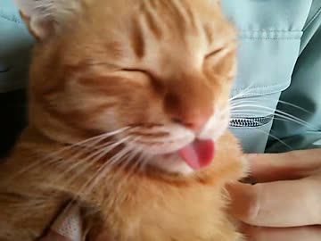 猫に何度か素に戻ってもらう動画