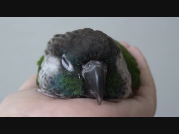 ウロコインコ：チビ【ぺたんこウロコ Part2】