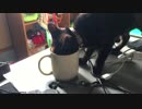 【癒し】 子猫に飲まれたｗ　「あずき成長日記」