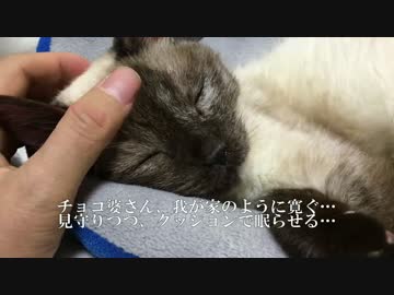 さすらいのチョコ猫、宇宙猫兄弟のおうちで我が家のようにくつろぐ