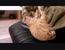 猫、寝てるだけ