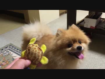 カメとポメラニアン