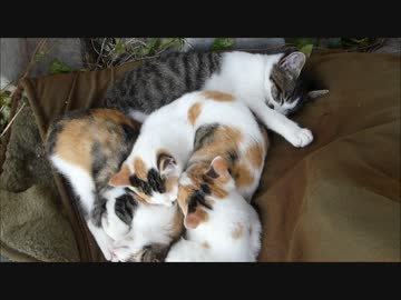 寒い冬は猫団子にかぎります