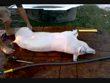 【閲覧】豚のさばき方【注意】